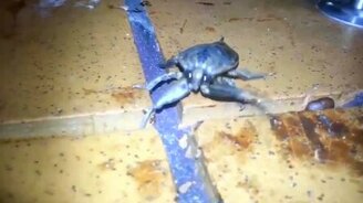 Внезапный выпад жука - смотреть видео (0:18)