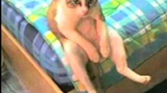 Котяра в депрессии - смотреть видео (0:49)