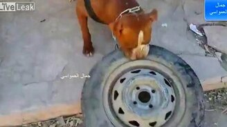 У питбуля чешутся зубки - смотреть видео (1:20)