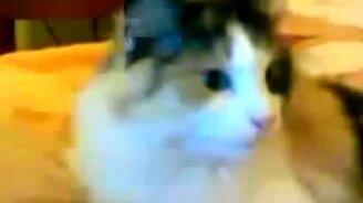 Несколько приколов с питомцами - смотреть видео (5:27)