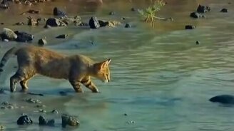 Камышовый кот в дикой природе - смотреть видео (8:13)