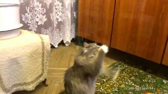 Кошка-танцовщица - смотреть видео (0:32)