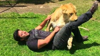 Львица соскучилась по кормильцу - смотреть видео (6:08)