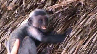 Самки встречают детёнышей - смотреть видео (1:06)