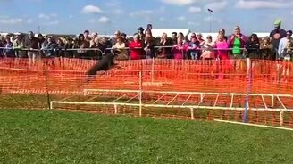 Длинный собачий прыжок - смотреть видео (0:15)