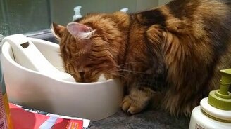 Странный кошачий ритуал перед питьём - смотреть видео (0:54)