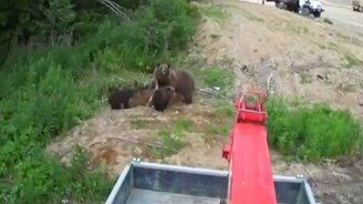 Медведица чуть не догнала - смотреть видео (0:51)