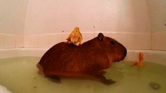 Капибара и утята в ванне - смотреть видео (2:24)