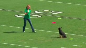 Собака и летающие тарелки - смотреть видео (4:11)