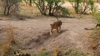 Охота семейства кошачьих - смотреть видео (10:13)