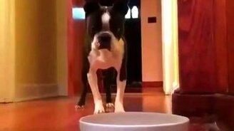 Хозяин, ты чего!? - смотреть видео (0:07)