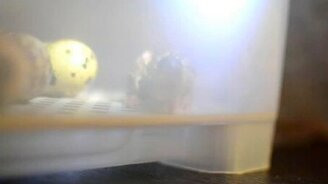 Как рождается перепёлка - смотреть видео (2:59)