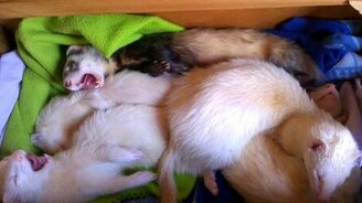 Хорьки, с добрым утром! - смотреть видео (1:01)