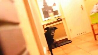 Затаившийся хозяин против крадущегося пса - смотреть видео (0:19)