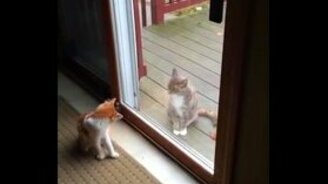 Встреча противоположных темпераментов - смотреть видео (0:27)