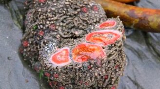 Несколько удивительных природных фактов - смотреть видео (1:45)