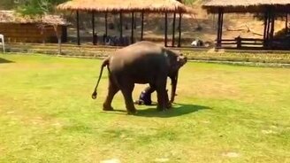 Слон защищает своего покровителя - смотреть видео (0:38)