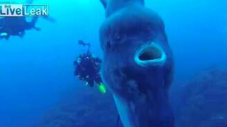 Дайверы обнаружили солнечную рыбу - смотреть видео (10:21)