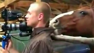 Лошадь пристаёт к оператору - смотреть видео (0:57)