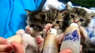 Ненасытные котятки - смотреть видео (0:27)