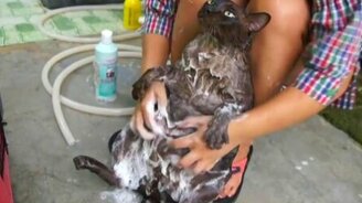 Кошка в домашнем спа - смотреть видео (0:32)