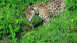 Ягуар ловит крокодила - смотреть видео (0:44)