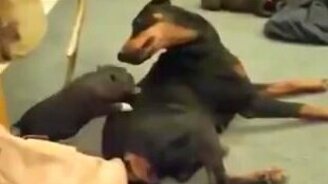 Поросёнок и доберман: дружба навек! - смотреть видео (1:04)