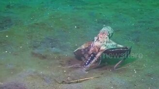 Осьминог всё своё носит с собой - смотреть видео (0:39)