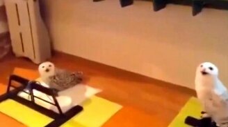 Наидовольнейшая совушка - смотреть видео (0:17)