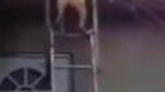 Собака спускается по лестнице - смотреть видео (0:38)