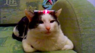 Кот не хочет отвечать - смотреть видео (0:18)