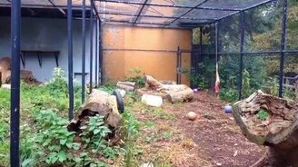 Эффектный и грациозный прыжок барса - смотреть видео (0:20)