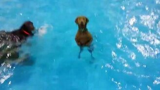 Я не хочу плавать, я хочу на сушу! - смотреть видео (0:18)