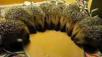 Ёжики синхронно трапезничают - смотреть видео (0:11)