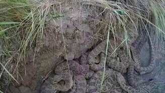 В гостях у гремучих змей - смотреть видео (3:44)