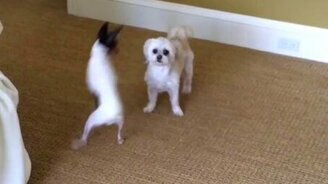 Прикольная сборка с животными - смотреть видео (2:23)