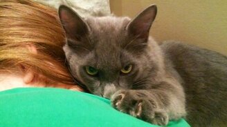 Взрослый британский малыш - смотреть видео (0:19)