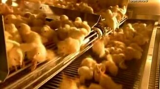 Массовое выращивание цыплят - смотреть видео (4:50)