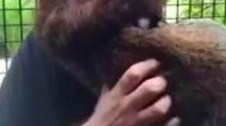 Рысь и мужицкая борода - смотреть видео (0:10)