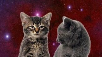 Космический кошачий хит - смотреть видео (1:09)