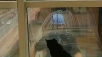 Кошка играет с мойщиком окон - смотреть видео (0:36)