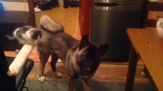 Настырный котёнок - смотреть видео (1:04)