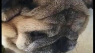 Это моё брокколи! - смотреть видео (0:25)