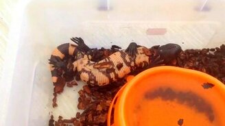 Ящерица спит на спине - смотреть видео (0:39)