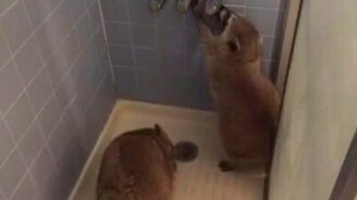 Еноты в душе - смотреть видео (1:19)