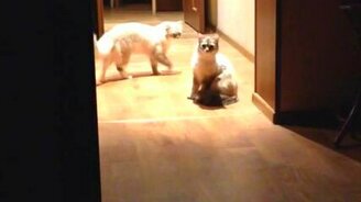 Кот нашёл подход к кошке - смотреть видео (0:30)