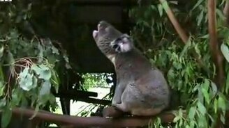 Странные звуки от коалы - смотреть видео (0:38)