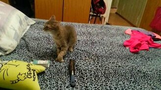 Один чихнул - второго испугал - смотреть видео (0:04)