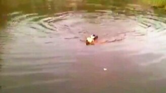 Пёс спасает кота - смотреть видео (0:16)