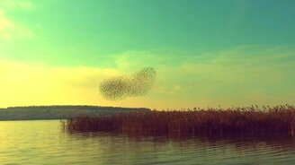 Танец птичьей стаи - смотреть видео (2:47)